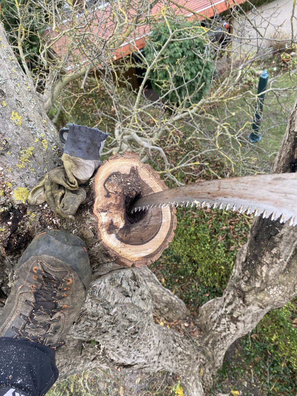 Handsäge hoch im Baum